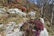 90 Erica in fiore sul sentiero